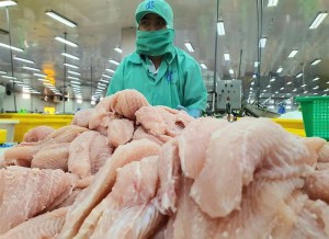 Tương lai của cá tra Việt Nam vẫn là xuất khẩu fillet và nguyên con cắt khúc?