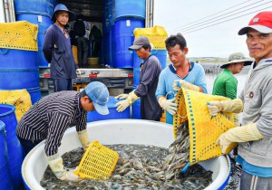 Năm thứ hai liên tiếp, xuất khẩu thủy sản của Sóc Trăng vượt mốc 1 tỷ USD